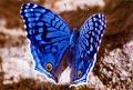 Lepidopteran anatomy